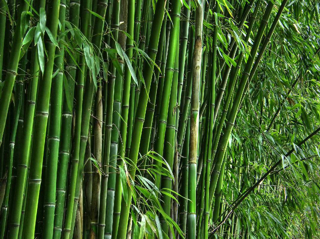 bamboo